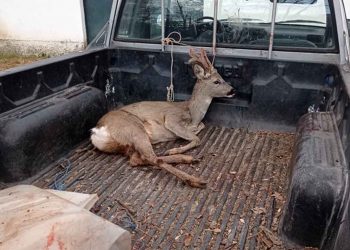 Περίθαλψη τραυματισμένου ζαρκαδιού από υπαλλήλους του Δήμου Φλώρινας (Φωτογραφίες)