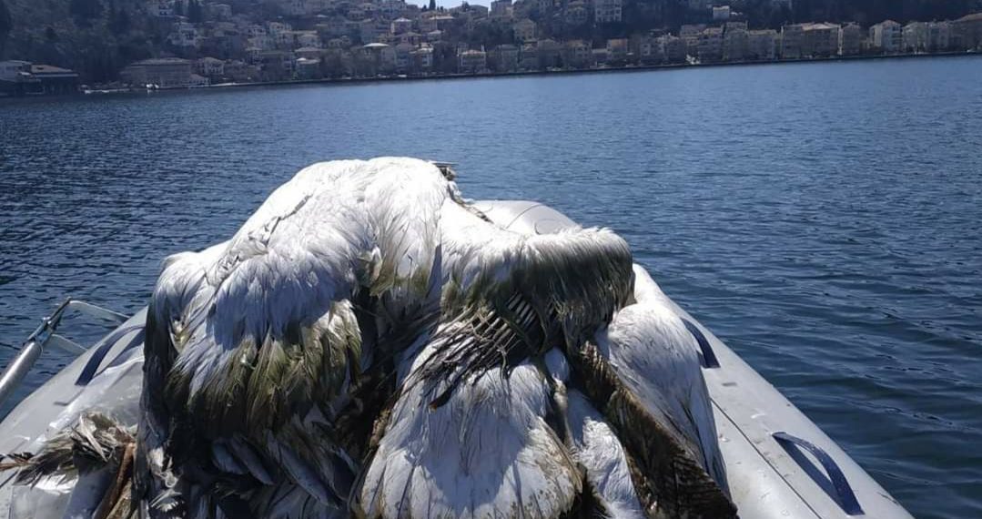 Νίκος Παναγιωτόπουλος – Καστοριά: Πέμπτη ημέρα περισυλλογής νεκρών αργυροπελεκάνων