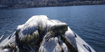 Νίκος Παναγιωτόπουλος – Καστοριά: Πέμπτη ημέρα περισυλλογής νεκρών αργυροπελεκάνων