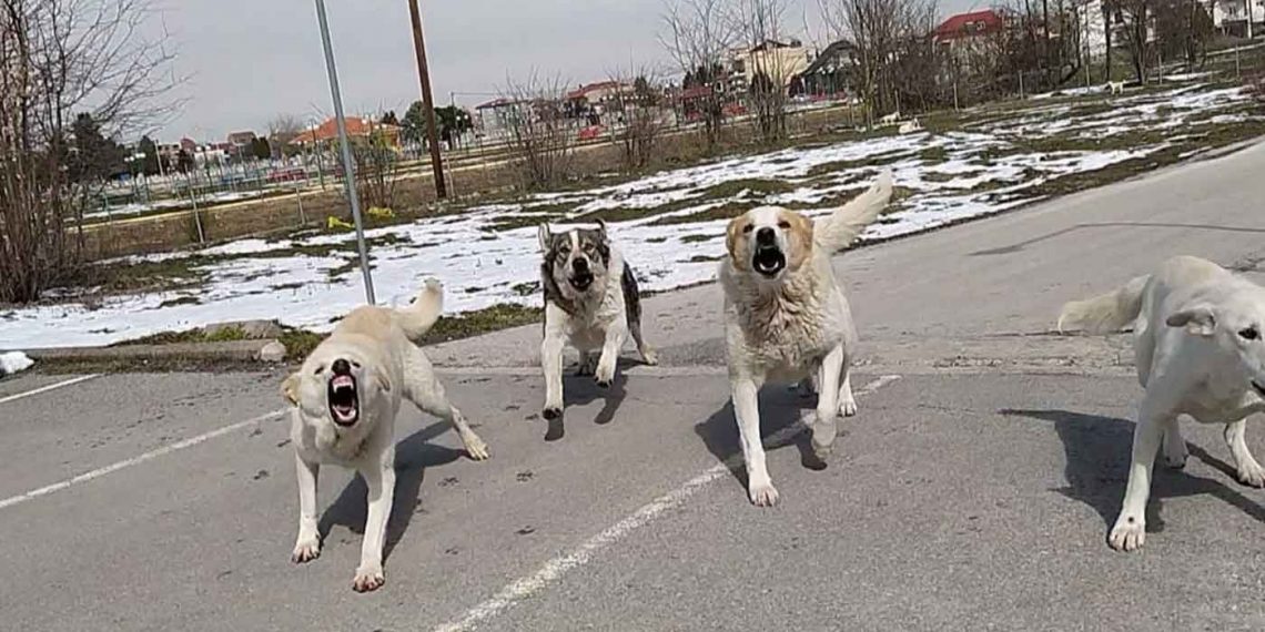 Επίθεση αδέσποτων σκύλων σε πολίτη- Αποθανάτισε την επίθεση με το κινητό (VIDEO)