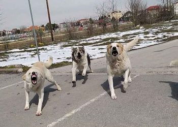 Επίθεση αδέσποτων σκύλων σε πολίτη- Αποθανάτισε την επίθεση με το κινητό (VIDEO)