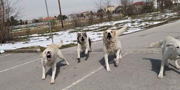 Επίθεση αδέσποτων σκύλων σε πολίτη- Αποθανάτισε την επίθεση με το κινητό (VIDEO)