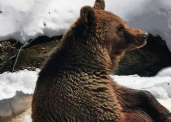 Οι αρκούδες του ΑΡΚΤΟΥΡΟΥ «μύρισαν» Άνοιξη και ξύπνησαν από τον λήθαργο