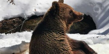 Οι αρκούδες του ΑΡΚΤΟΥΡΟΥ «μύρισαν» Άνοιξη και ξύπνησαν από τον λήθαργο