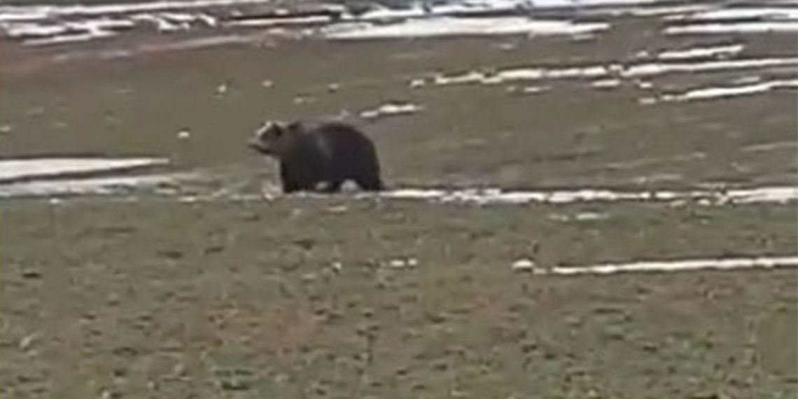 Αρκούδα εμφανίστηκε την Καθαρά Δευτέρα στην Πτολεμαΐδα (βίντεο)