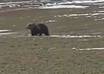 Αρκούδα εμφανίστηκε την Καθαρά Δευτέρα στην Πτολεμαΐδα (βίντεο)