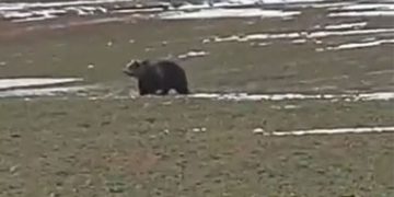 Αρκούδα εμφανίστηκε την Καθαρά Δευτέρα στην Πτολεμαΐδα (βίντεο)