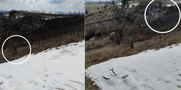 Σκύλος έσωσε το “αφεντικό” του από αρκούδα στον Φιλώτα (φώτο)