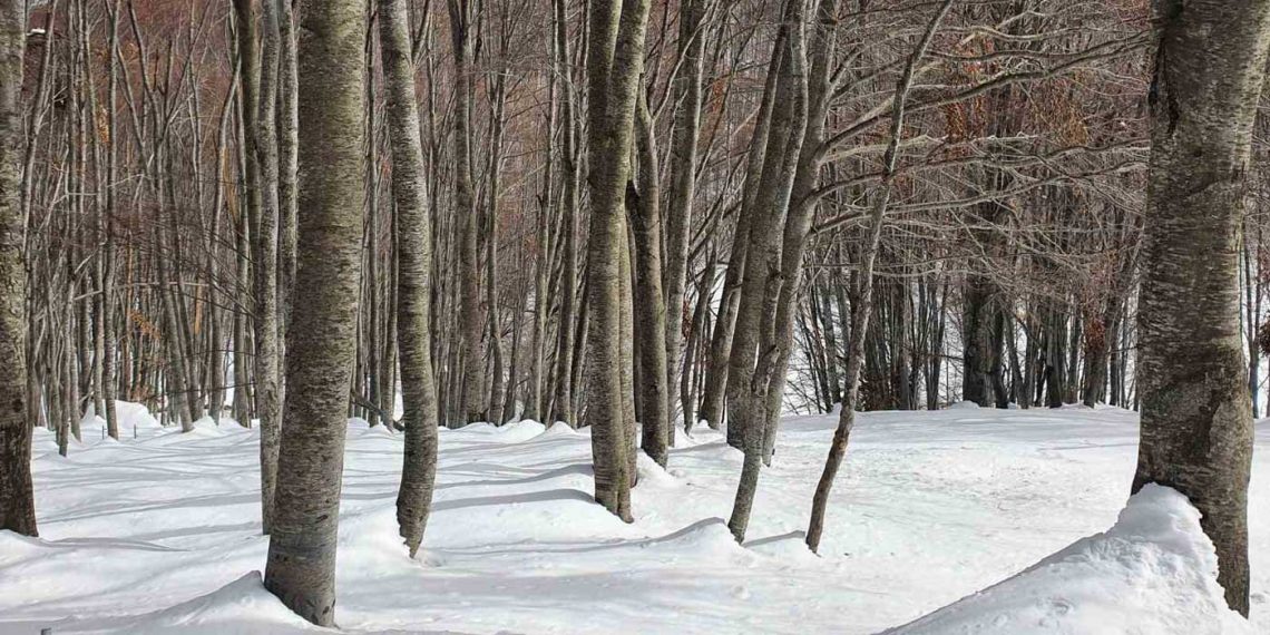Οι έντονες χιονοπτώσεις παρέτειναν τον χειμέριο λήθαργο για τις αρκούδες του ΑΡΚΤΟΥΡΟΥ