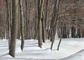 Οι έντονες χιονοπτώσεις παρέτειναν τον χειμέριο λήθαργο για τις αρκούδες του ΑΡΚΤΟΥΡΟΥ
