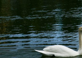 Υπουργείο Αγροτικής Ανάπτυξης: «Καμιά ανησυχία για μετάδοση στον άνθρωπο του ιού της γρίπης των πτηνών που εμφανίστηκε στην Μικρή Πρέσπα