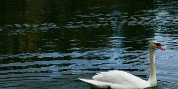 Υπουργείο Αγροτικής Ανάπτυξης: «Καμιά ανησυχία για μετάδοση στον άνθρωπο του ιού της γρίπης των πτηνών που εμφανίστηκε στην Μικρή Πρέσπα