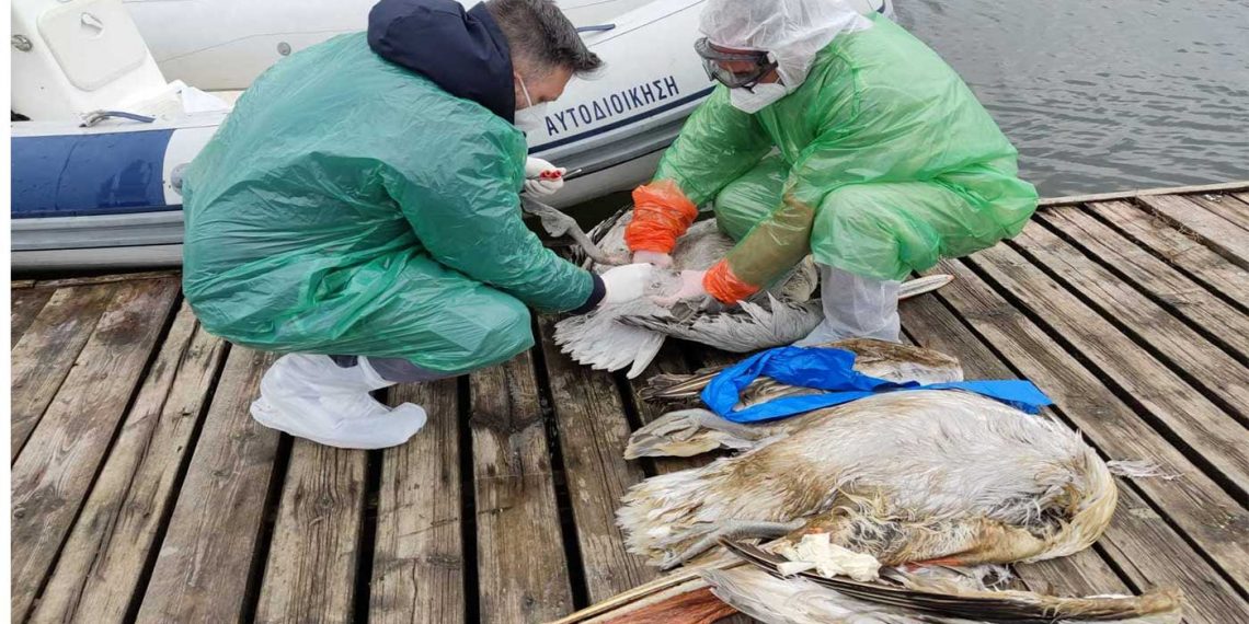Γρίπη των πτηνών: Ξεκίνησε η περισυλλογή και δειγματοληψία στην λίμνη Καστοριάς-VIDEO