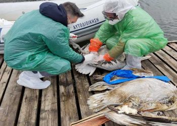 Γρίπη των πτηνών: Ξεκίνησε η περισυλλογή και δειγματοληψία στην λίμνη Καστοριάς-VIDEO