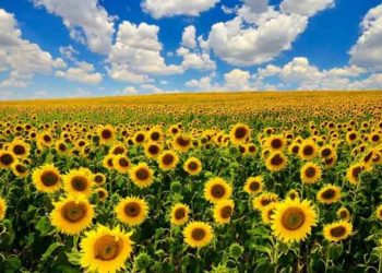 Γιατί υπάρχει έλλειψη σε ηλιέλαιο στην Ελλάδα- Που καταλήγει η εγχώρια παραγωγή