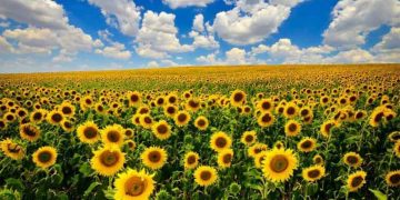 Γιατί υπάρχει έλλειψη σε ηλιέλαιο στην Ελλάδα- Που καταλήγει η εγχώρια παραγωγή