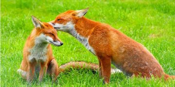 Λύσσα: Ξεκινά  ο εμβολιασμός των κόκκινων αλεπούδων και σε Κοζάνη, Φλώρινα, Γρεβενά