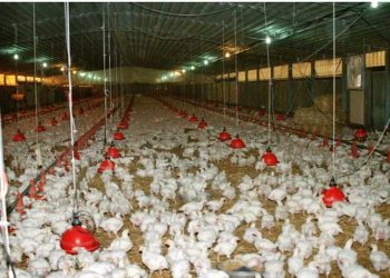 «Συναγερμός» για την έλλειψη ζωοτροφών, κίνδυνος θανάτωσης ζώων, η παρέμβαση που μελετά η κυβέρνηση