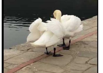 Όμορφο βίντεο από την λίμνη Καστοριάς με το “φλέρτ” 2 κύκνων