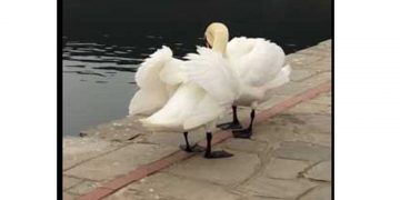 Όμορφο βίντεο από την λίμνη Καστοριάς με το “φλέρτ” 2 κύκνων