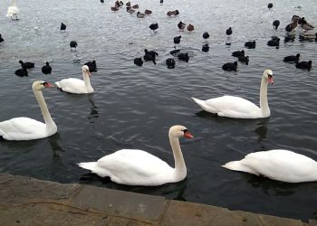 Ανίχνευση του ιού της γρίπης των πτηνών σε κύκνους στην Π.Ε. Καστοριάς