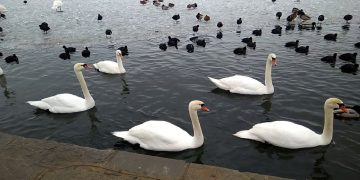 Ανίχνευση του ιού της γρίπης των πτηνών σε κύκνους στην Π.Ε. Καστοριάς