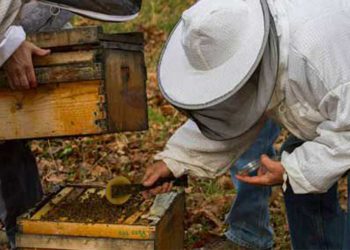 Από 7/3 έως 30/4 η υποβολή αιτήσεων για εγκατάσταση μελισσοκόμων σε αποκατεστημένες εκτάσεις του ΛΚΔΜ- Ο κανονισμός που ισχύει