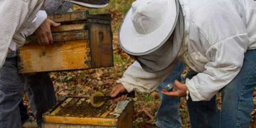 Από 7/3 έως 30/4 η υποβολή αιτήσεων για εγκατάσταση μελισσοκόμων σε αποκατεστημένες εκτάσεις του ΛΚΔΜ- Ο κανονισμός που ισχύει