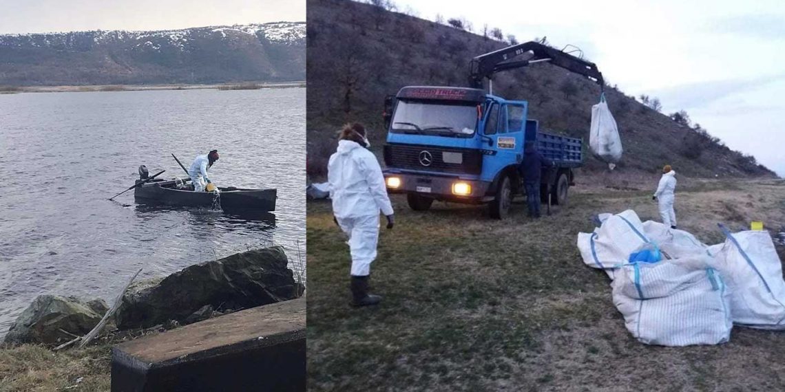 Ολοκληρώθηκε η περισυλλογή νεκρών πελεκάνων από λίμνες Καστοριάς – Χειμαδίτιδας – Ζάζαρης – Πετρών – Βεγορίτιδας – Πολυφύτου