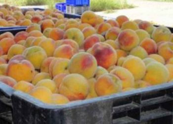 Τα ροδάκινα Βελβεντού και ο πόλεμος στην Ουκρανία- Ποιες επιπτώσεις φοβούνται οι παραγωγοί