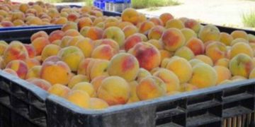 Τα ροδάκινα Βελβεντού και ο πόλεμος στην Ουκρανία- Ποιες επιπτώσεις φοβούνται οι παραγωγοί