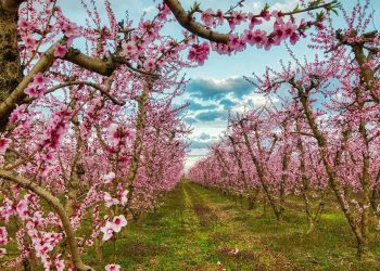 Στο πάτο των ενισχύσεων η Δυτική Μακεδονία για την αναδιάρθρωση των καλλιεργειών- Πάει περίπατο η «ρήτρα μετάβασης»
