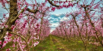 Στο πάτο των ενισχύσεων η Δυτική Μακεδονία για την αναδιάρθρωση των καλλιεργειών- Πάει περίπατο η «ρήτρα μετάβασης»