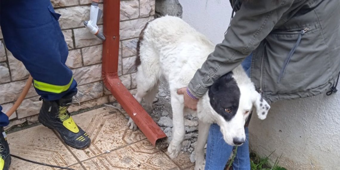 Την ελευθερία σε ένα σκυλάκι που είχε εγκλωβιστεί «πρόσφεραν» η Π.Υ. Πτολεμαΐδας  μαζί με φιλόζωους