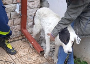 Την ελευθερία σε ένα σκυλάκι που είχε εγκλωβιστεί «πρόσφεραν» η Π.Υ. Πτολεμαΐδας  μαζί με φιλόζωους
