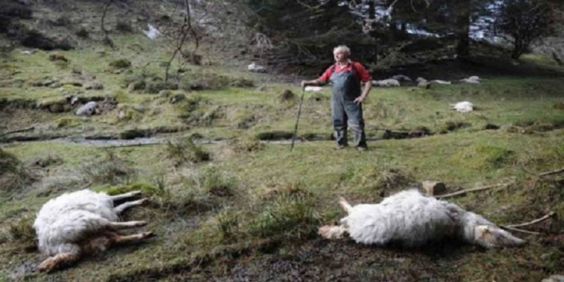 ΠΕ Φλώρινας: Πρόγραμμα περισυλλογής και διαχείρισης νεκρών ζώων