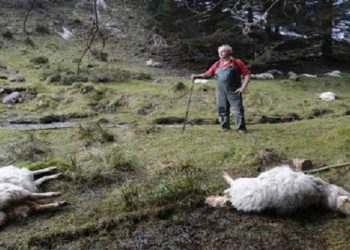 ΠΕ Φλώρινας: Πρόγραμμα περισυλλογής και διαχείρισης νεκρών ζώων