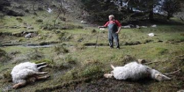 ΠΕ Φλώρινας: Πρόγραμμα περισυλλογής και διαχείρισης νεκρών ζώων