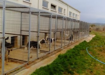 Καταφύγιο αδέσποτων ζώων στο Βελβεντό- Προχωρά σε αγορά οικοπέδου ο Δήμος