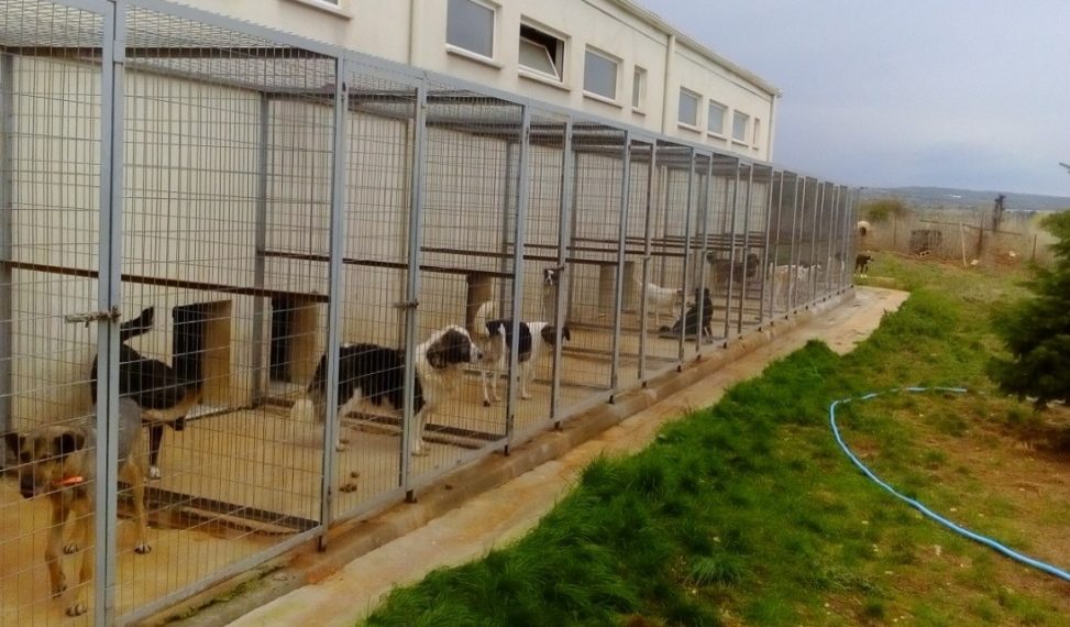 Καταφύγιο αδέσποτων ζώων στο Βελβεντό- Προχωρά σε αγορά οικοπέδου ο Δήμος