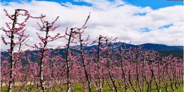 Υπέροχες φωτογραφίες από τα ανθισμένα δέντρα στον Βελβεντό (φώτο)