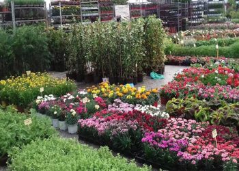 Επανέρχεται η Ανθοκομική Έκθεση στην Πτολεμαΐδα