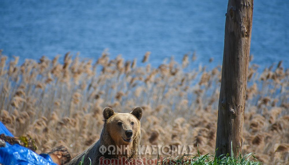 Καστοριά: Αρκούδα εμφανίστηκε στην παραλίμνια περιοχή της “Πέτρας” (φωτογραφίες)