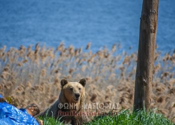 Καστοριά: Αρκούδα εμφανίστηκε στην παραλίμνια περιοχή της “Πέτρας” (φωτογραφίες)