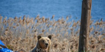 Καστοριά: Αρκούδα εμφανίστηκε στην παραλίμνια περιοχή της “Πέτρας” (φωτογραφίες)