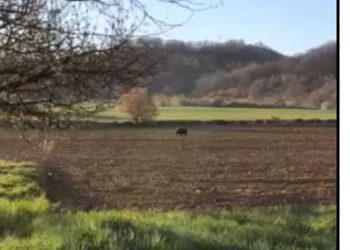 Οι αρκούδες έκαναν την εμφάνιση τους στο Δροσερό (βίντεο)