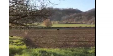 Οι αρκούδες έκαναν την εμφάνιση τους στο Δροσερό (βίντεο)