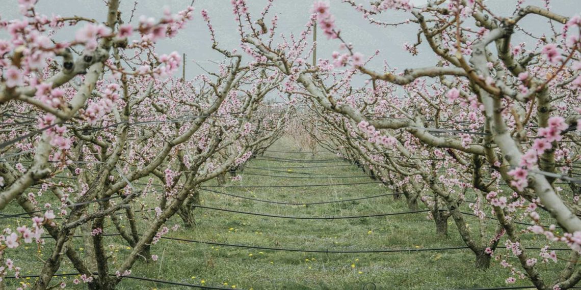 “Βόλτα στη ροζ ουτοπία” – Περιήγηση του Σάκη Δαζάνη στα κτήματα του Βελβεντού (από τη lifo.gr)
