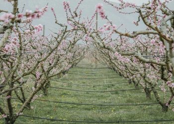 “Βόλτα στη ροζ ουτοπία” – Περιήγηση του Σάκη Δαζάνη στα κτήματα του Βελβεντού (από τη lifo.gr)