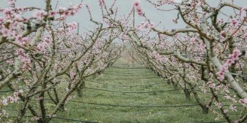 “Βόλτα στη ροζ ουτοπία” – Περιήγηση του Σάκη Δαζάνη στα κτήματα του Βελβεντού (από τη lifo.gr)